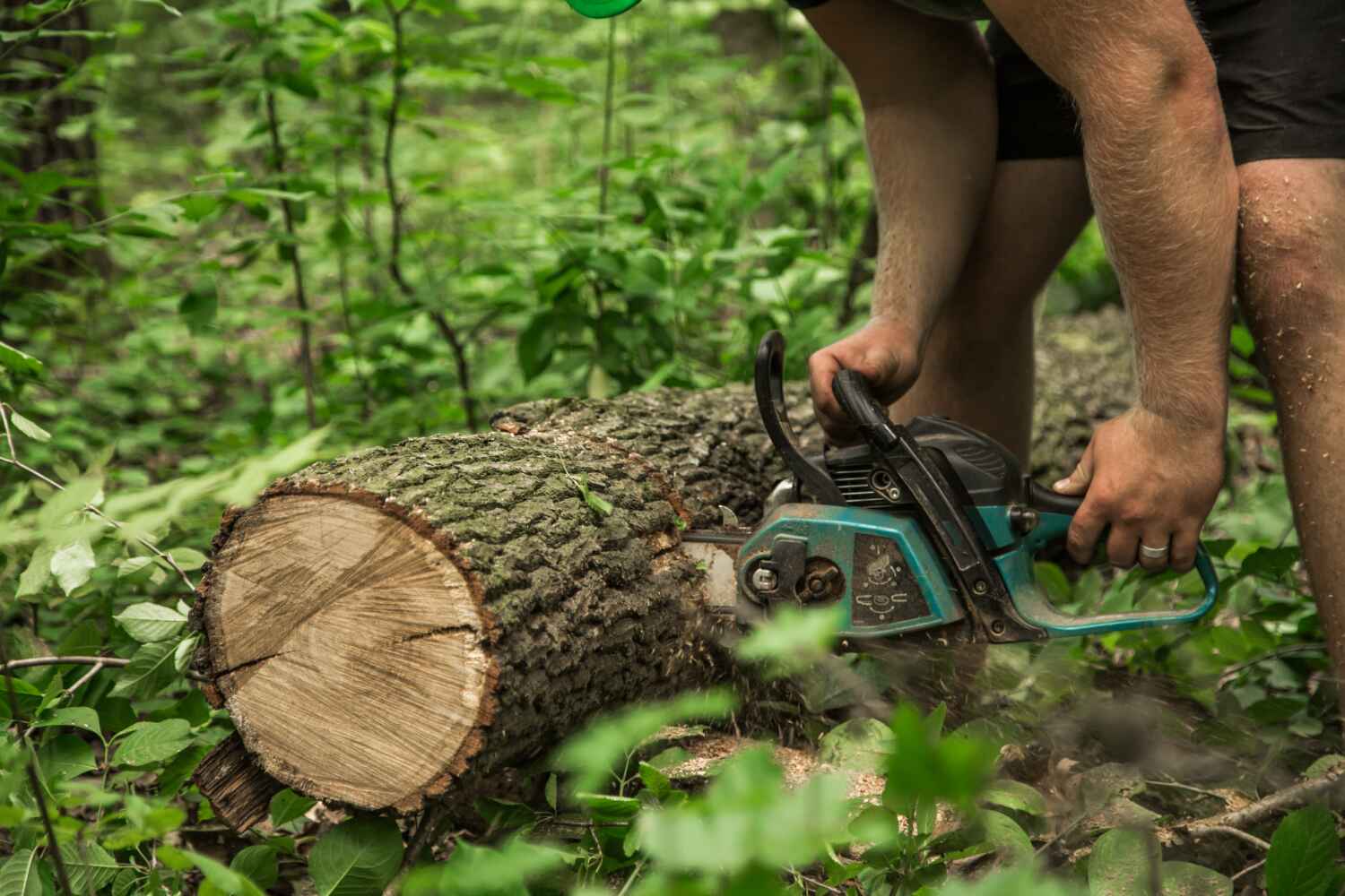 Expert Tree Removal & Trimming Services